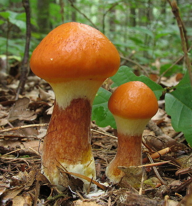 masliak smrekovcový Suillus grevillei (Klotzsch) Singer