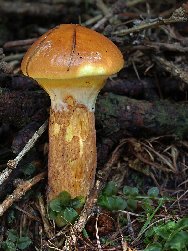 masliak smrekovcový Suillus grevillei (Klotzsch) Singer