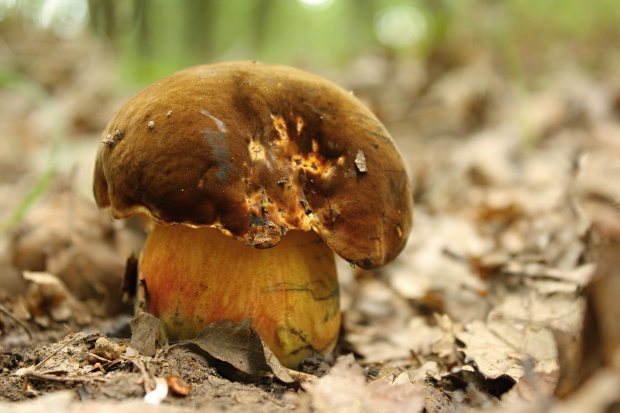 hríb zrnitohlúbikový Sutorius luridiformis (Rostk.) G. Wu & Zhu L. Yang