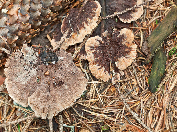 plesňovka zemná Thelephora terrestris Ehrh.