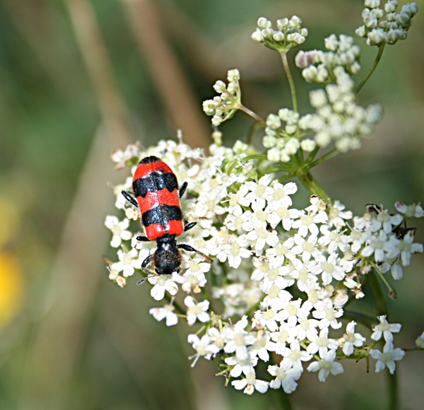 pestroš včelí Trichodes apiarius Linnaeus