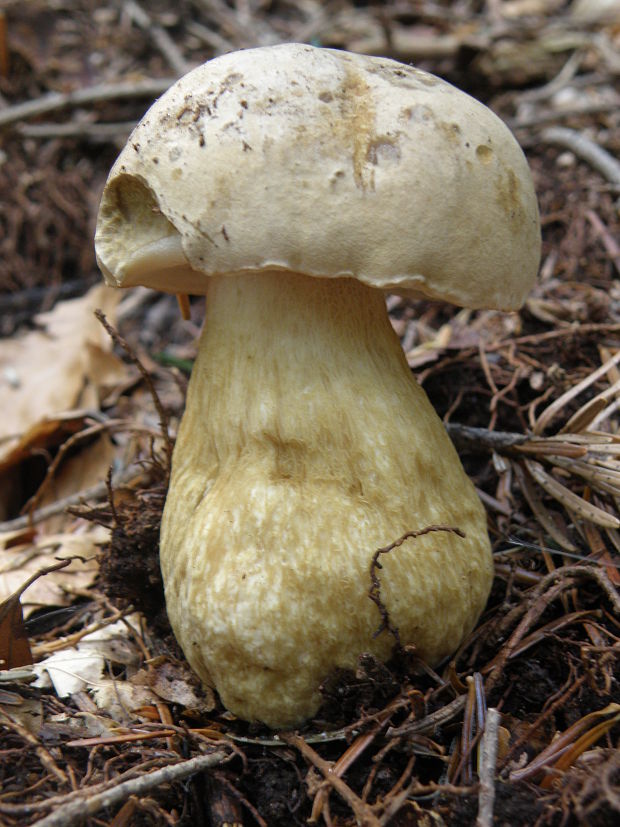 podhríb žlčový Tylopilus felleus (Bull.) P. Karst.