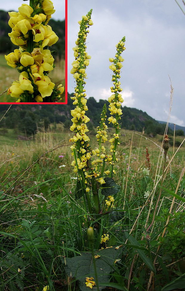 divozel čierny Verbascum nigrum L.