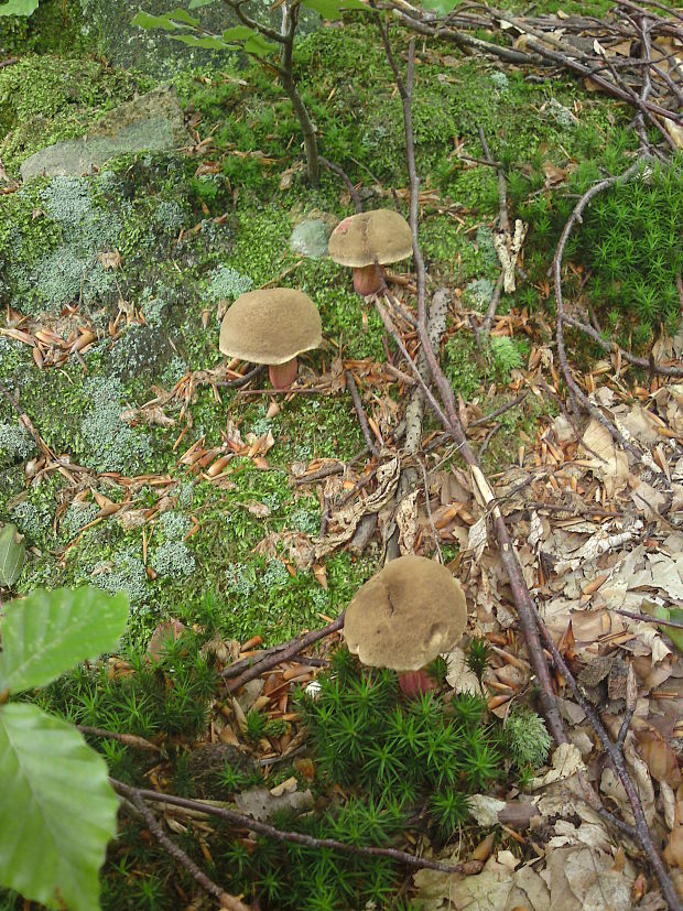 suchohríb Xerocomus sp.