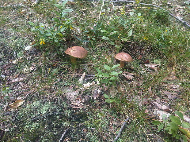 suchohríb Xerocomus sp.