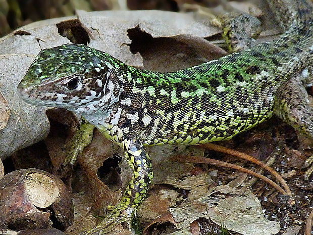 jašterica zelená