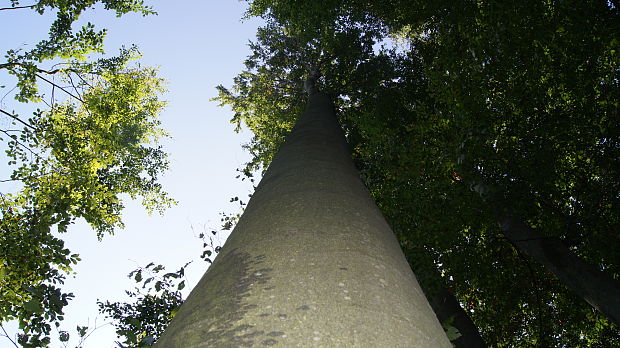 mohutné buky