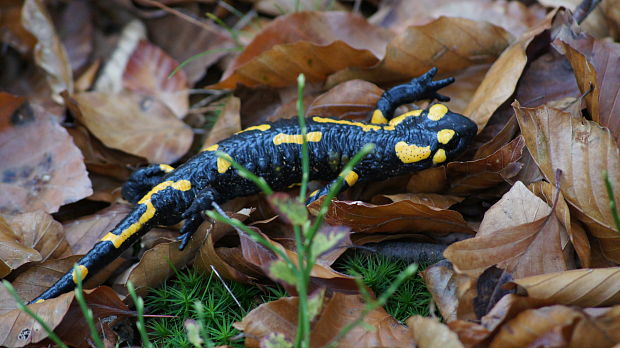 salamandra skvrnita