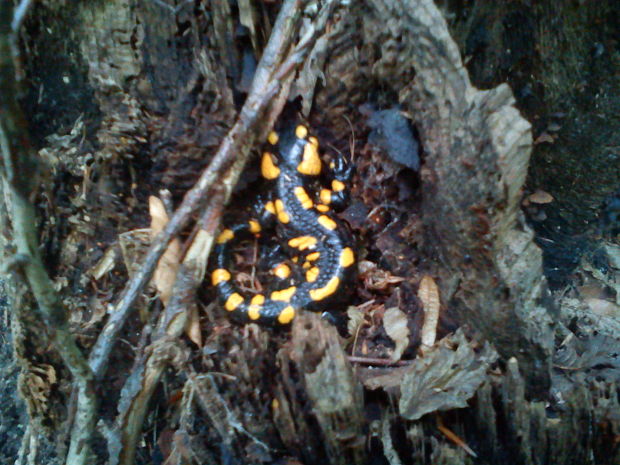 salamandra škvrnitá