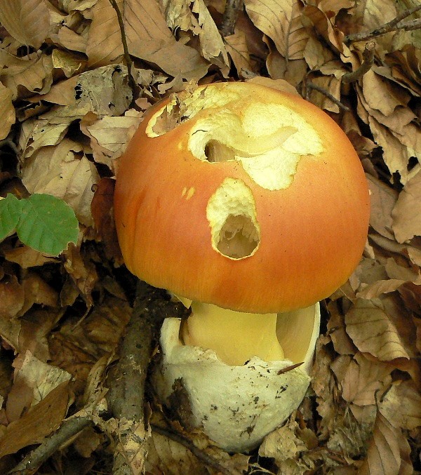 muchotrávka cisárska Amanita caesarea (Scop.) Pers.