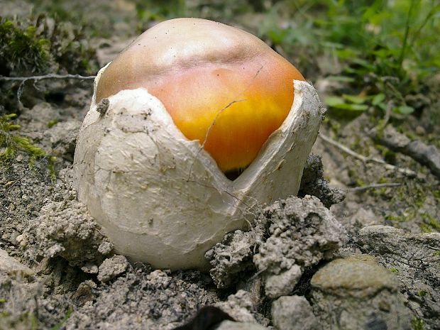 muchotrávka cisárska Amanita caesarea (Scop.) Pers.