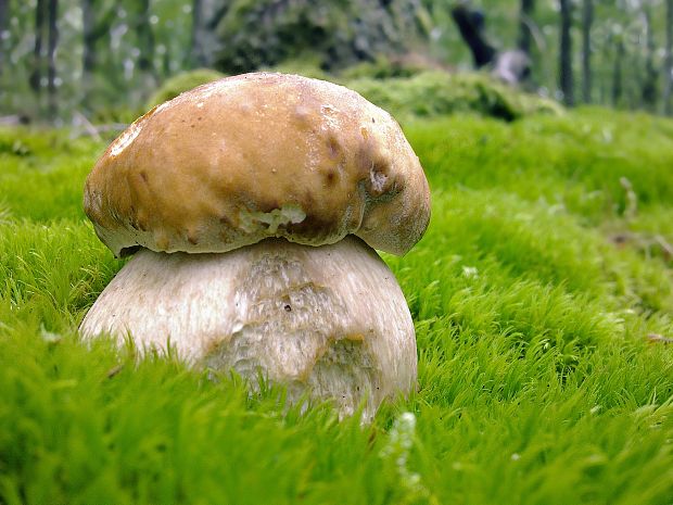 hríb smrekový Boletus edulis Bull.