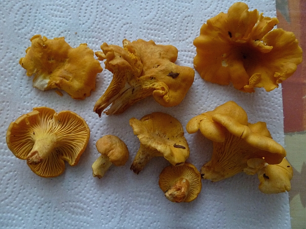 kuriatko Cantharellus sp.