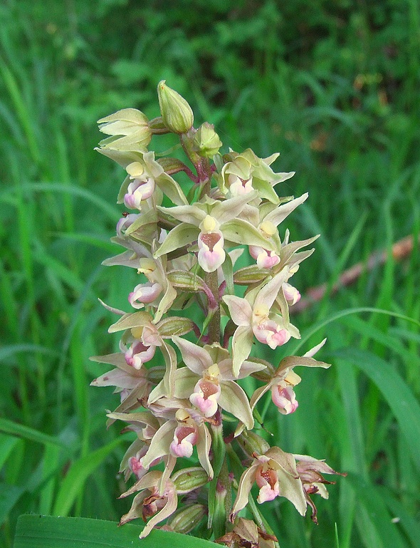 kruštík Epipactis sp.