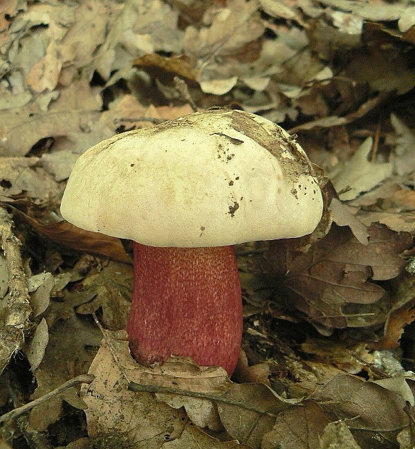 hríb purpurový Rubroboletus rhodoxanthus Kuan Zhao &amp; Zhu L. Yang