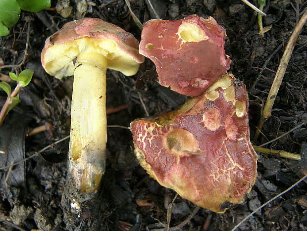 suchohríb Xerocomellus ripariellus (Redeuilh) Šutara