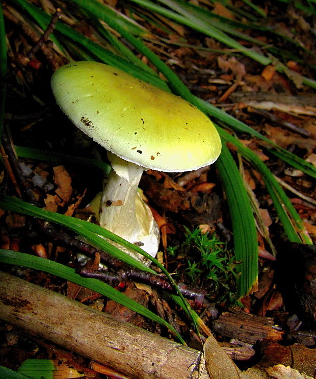 muchotrávka zelená Amanita phalloides (Vaill. ex Fr.) Link