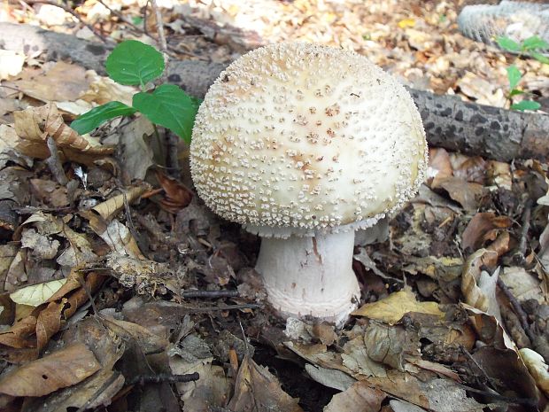 muchotrávka červenkastá Amanita rubescens Pers.