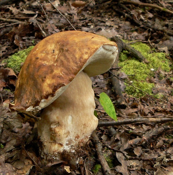 hríb bronzový Boletus aereus Bull. ex Fr.