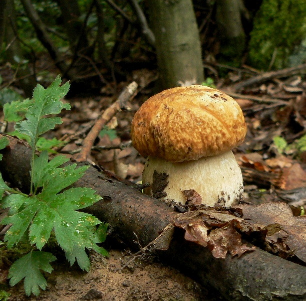 hríb bronzový Boletus aereus Bull. ex Fr.