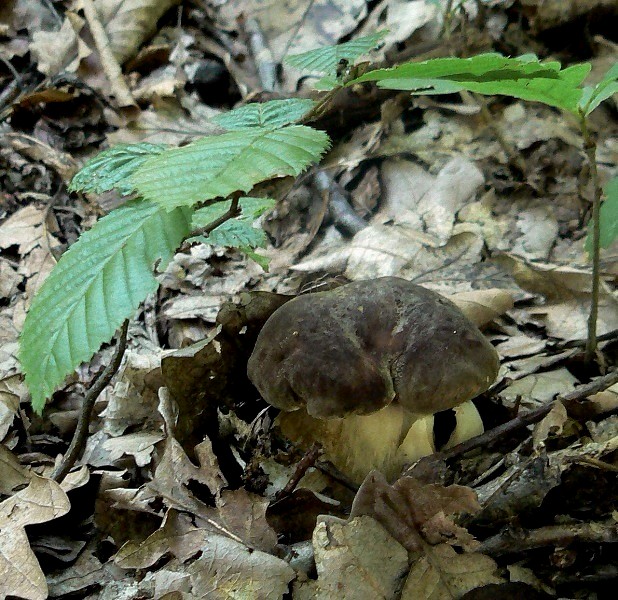 hríb bronzový Boletus aereus Bull. ex Fr.