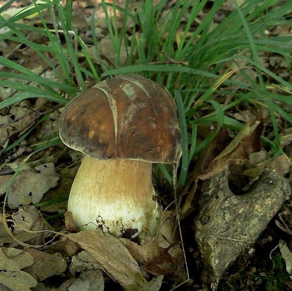 hríb bronzový Boletus aereus Bull. ex Fr.