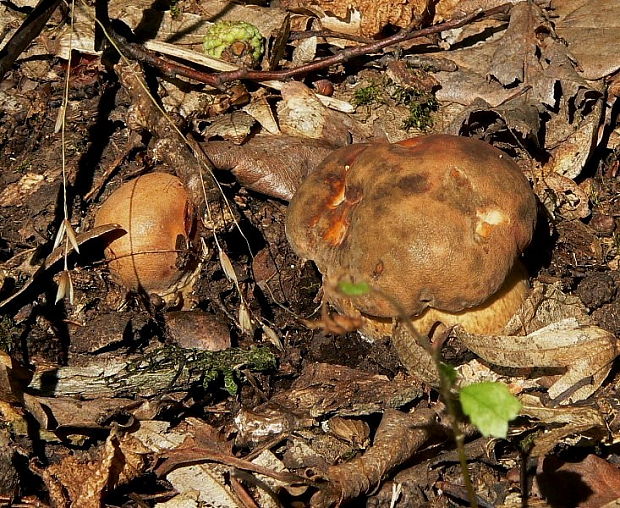 hríb bronzový Boletus aereus Bull. ex Fr.