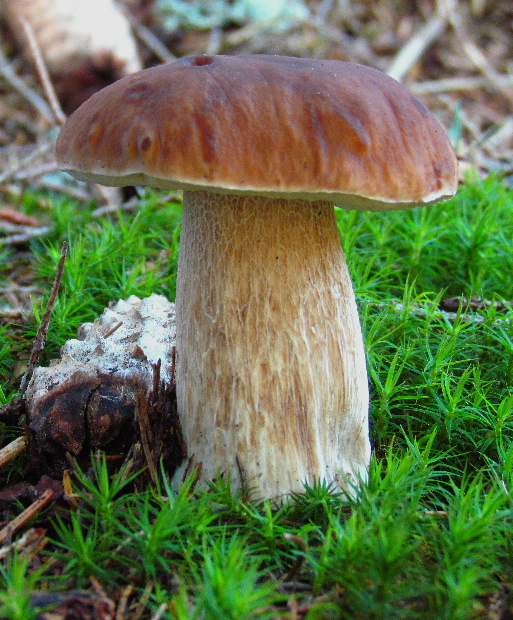 hríb smrekový Boletus edulis Bull.