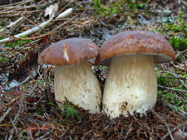 hríb smrekový Boletus edulis Bull.