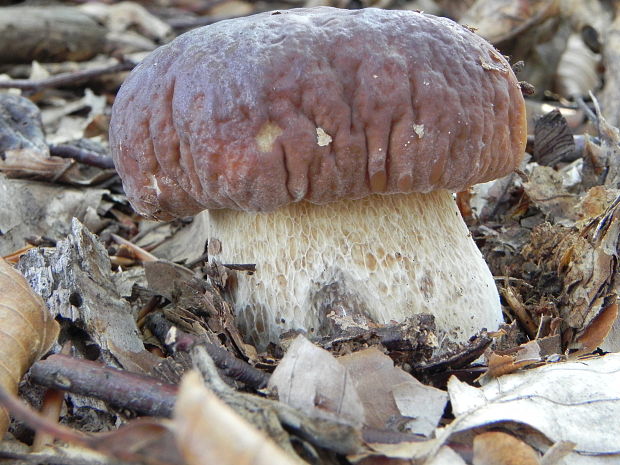 hríb smrekový Boletus edulis Bull.