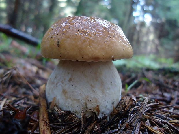 hríb smrekový Boletus edulis Bull.