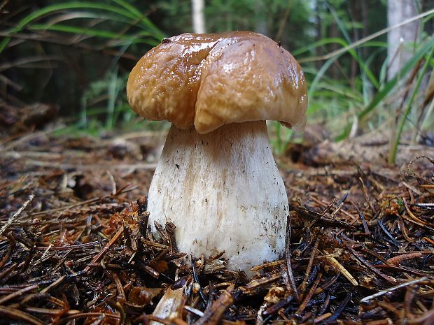 hríb smrekový Boletus edulis Bull.