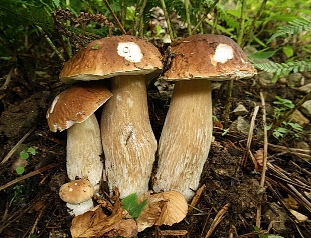 hríb smrekový Boletus edulis Bull.