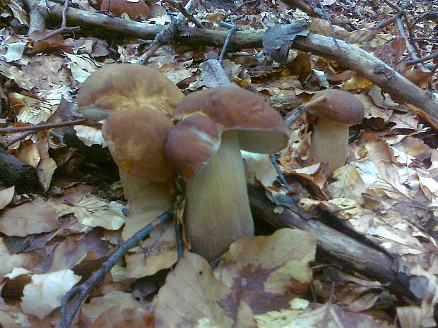 hríb dubový Boletus reticulatus Schaeff.