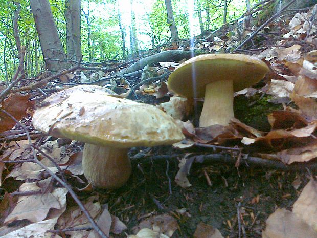 hríb dubový Boletus reticulatus Schaeff.