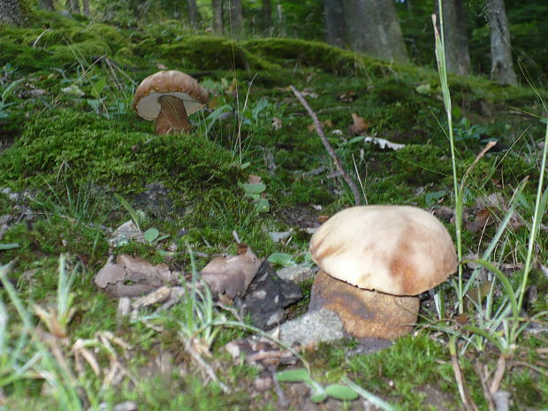 hríb dubový Boletus reticulatus Schaeff.