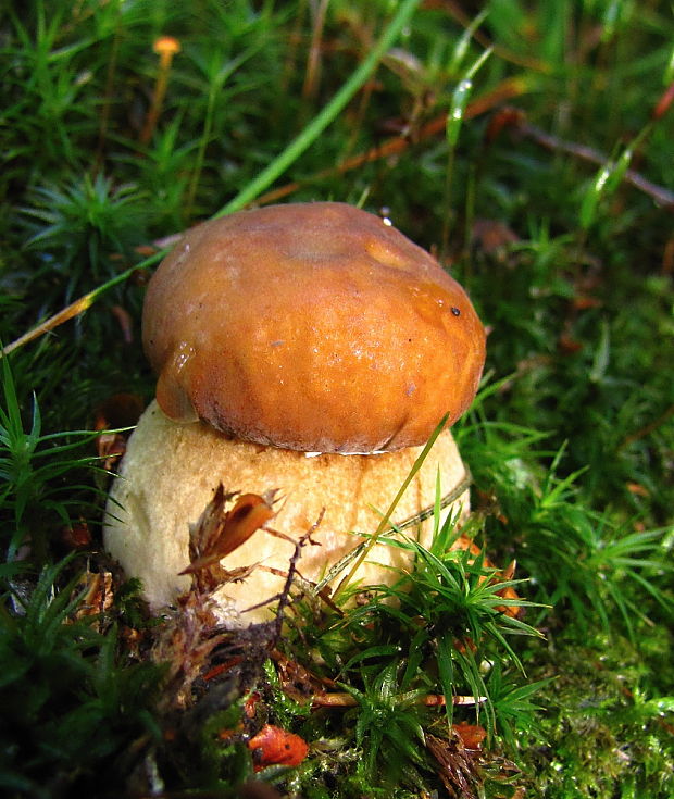 hríb dubový Boletus reticulatus Schaeff.