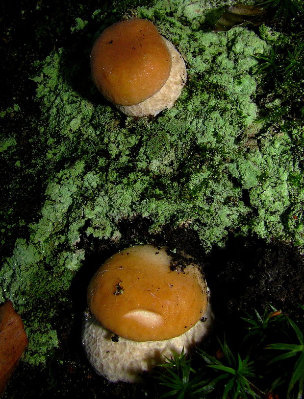 hríb dubový Boletus reticulatus Schaeff.