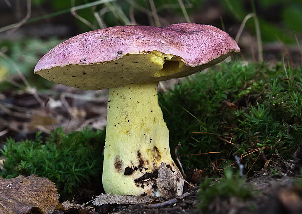 hríb kráľovský Butyriboletus regius (Krombh.) D. Arora & J.L. Frank