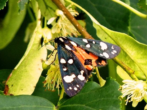 spriadač hluchavkový Callimorpha dominula