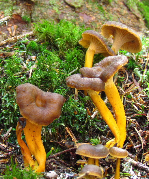 kuriatko žltohnedé Cantharellus lutescens Fr.