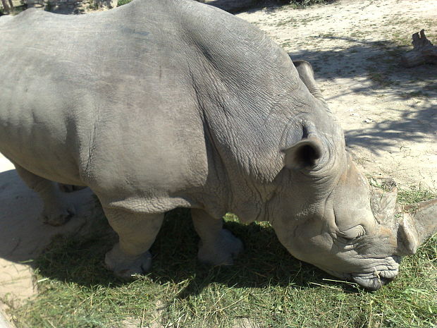 nosorožec tuponosý Ceratotherium simum