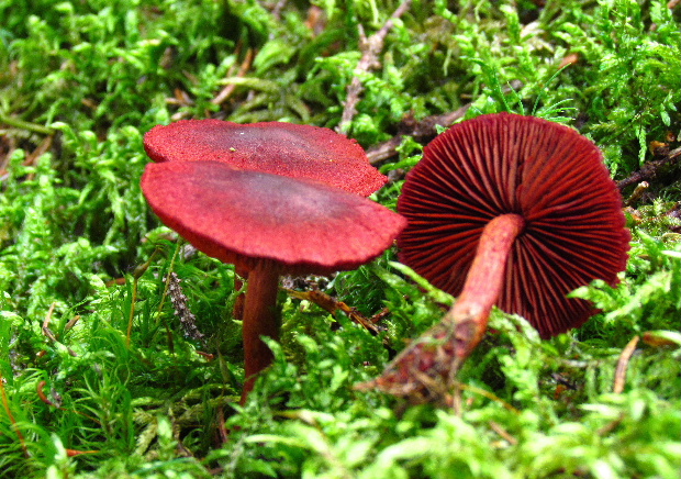 pavučinovec krvavý Cortinarius sanguineus (Wulfen) Fr.