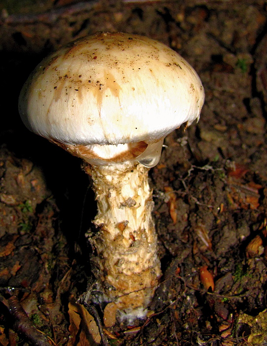 pavučinovec? Cortinarius sp.