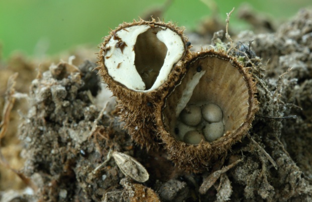 čiaškovec pásikavý Cyathus striatus (Huds.) Willd.