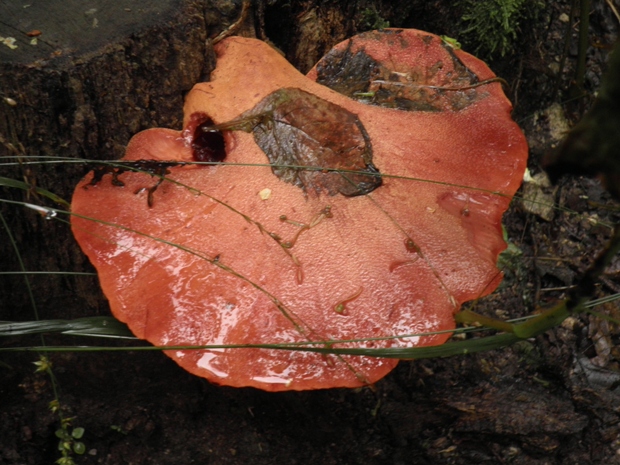 pečeňovec dubový ? Fistulina hepatica (Schaeff.) With.