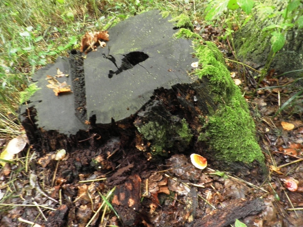 lesklokôrovka obyčajná Ganoderma lucidum (Curtis) P. Karst.