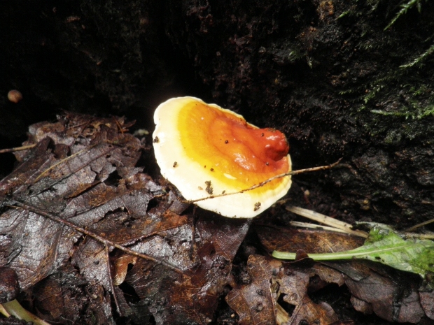 lesklokôrovka obyčajná Ganoderma lucidum (Curtis) P. Karst.