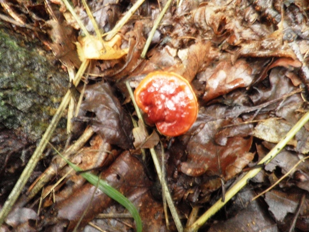 lesklokôrovka obyčajná Ganoderma lucidum (Curtis) P. Karst.