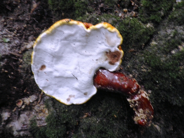 lesklokôrovka obyčajná Ganoderma lucidum (Curtis) P. Karst.